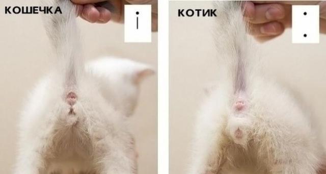 Как Различить Кота От Кошки Фото